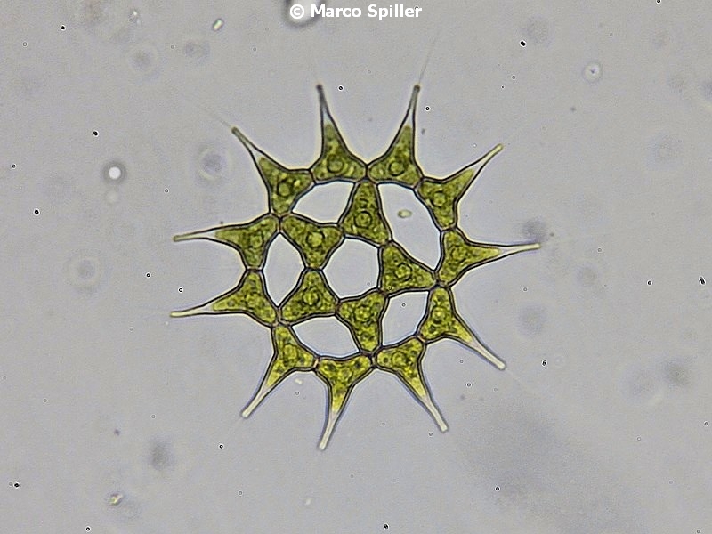 Pediastrum clathratum